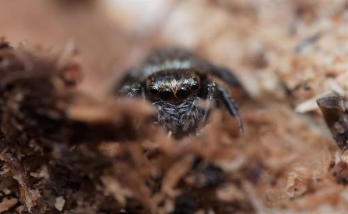 Evarcha sp.